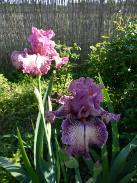 Screenplay - Irisi 2019