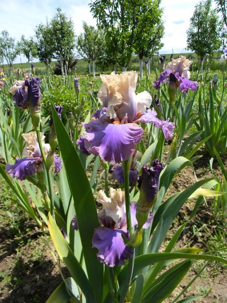 Oratorio - Irisi 2019