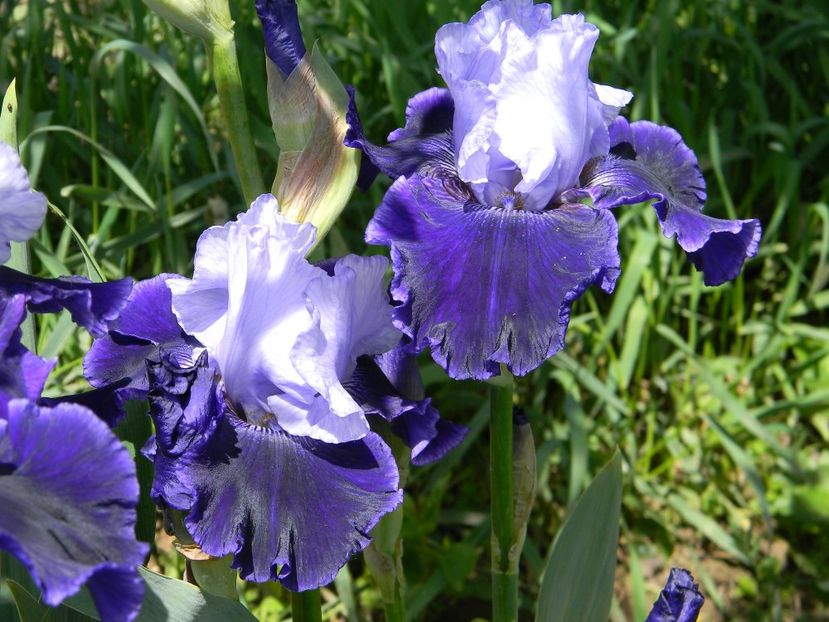 World premier - Irisi 2019