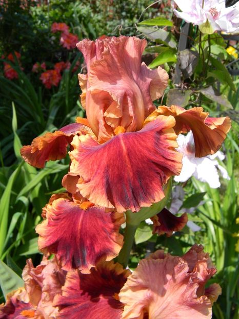 Drinks at sunset - Irisi 2019