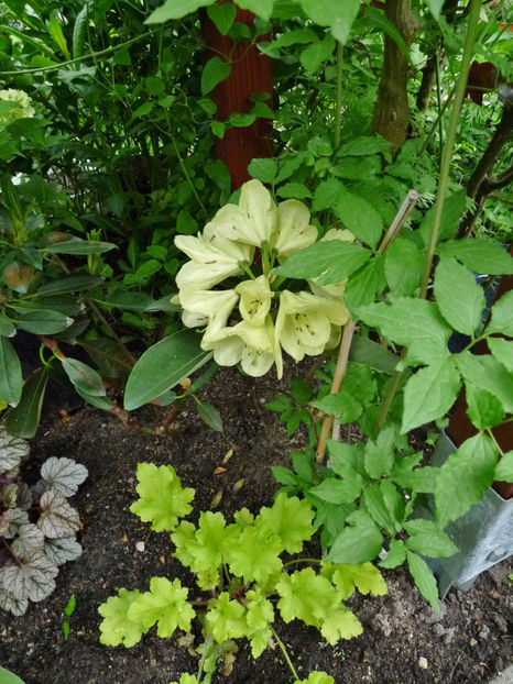  - Azalee si Rhododendroni