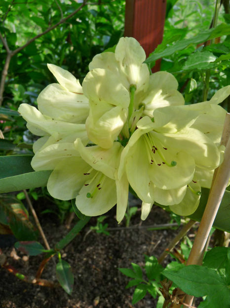  - Azalee si Rhododendroni