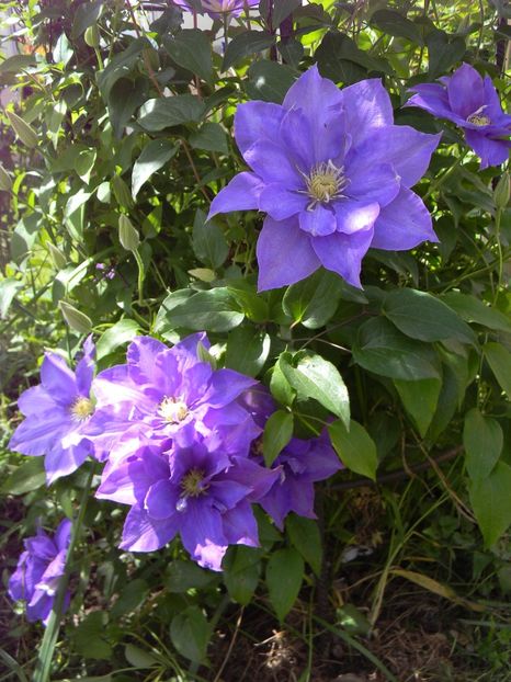 H F Young - Clematite 2019