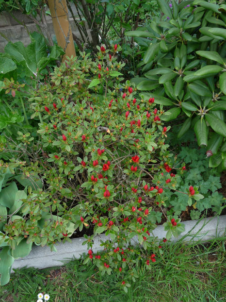  - Azalee si Rhododendroni