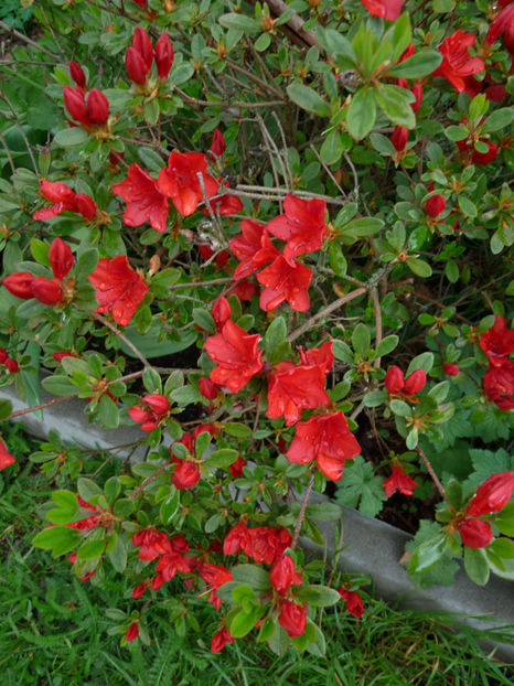  - Azalee si Rhododendroni