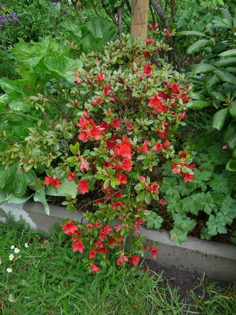  - Azalee si Rhododendroni