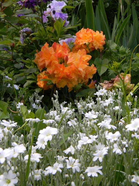 Csardas - 1 Grădina 2019