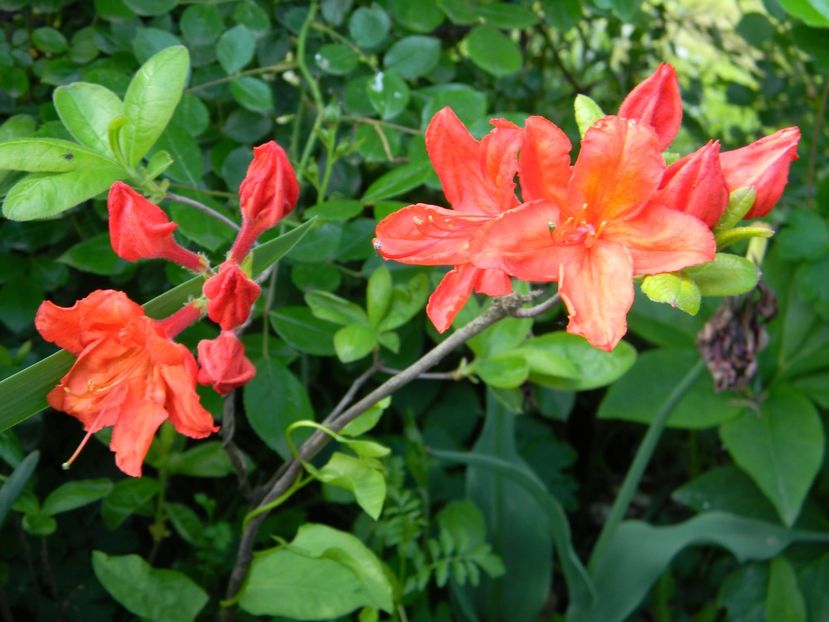 Feuerwerk - 1 Grădina 2019