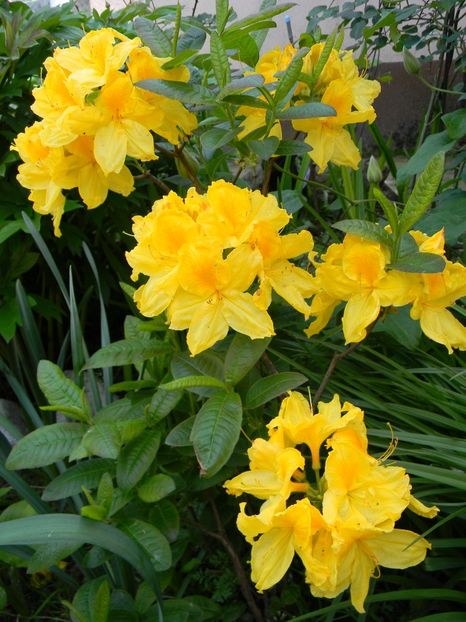 Golden sunset - 1 Grădina 2019