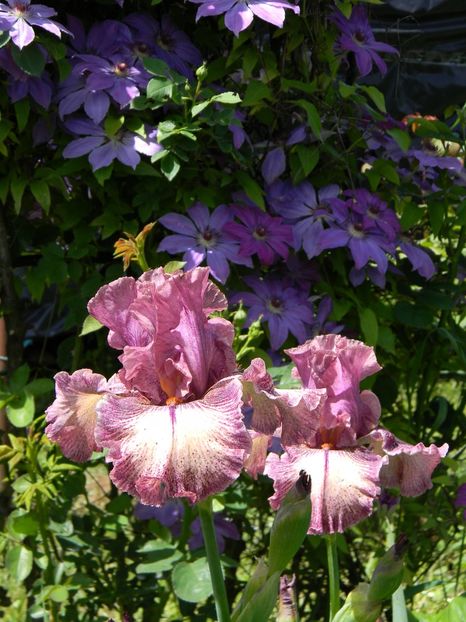 Screenplay - Irisi 2019