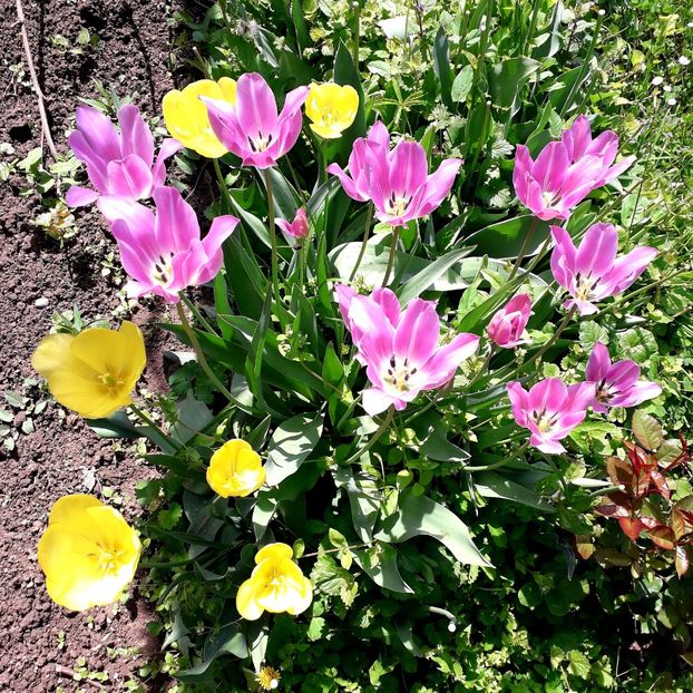  - AAAA_LALELE 2019_2020_2022_2023