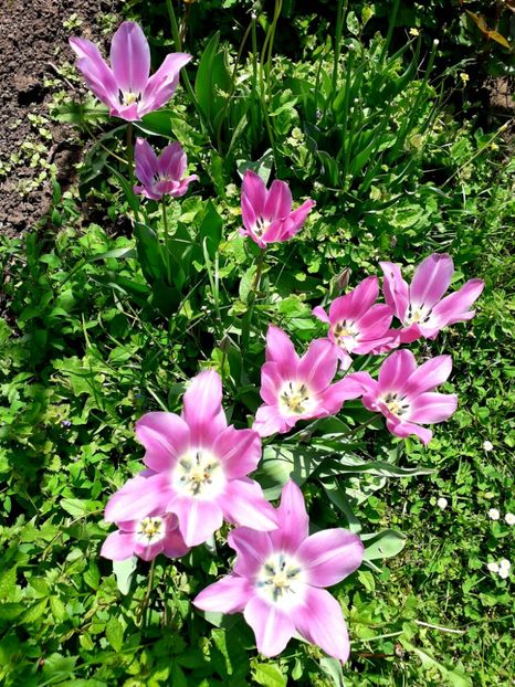  - AAAA_LALELE 2019_2020_2022_2023