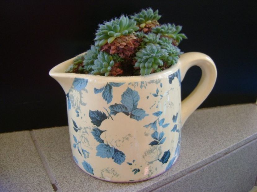 Echeveria setosa v. deminuta - Suculente 2019