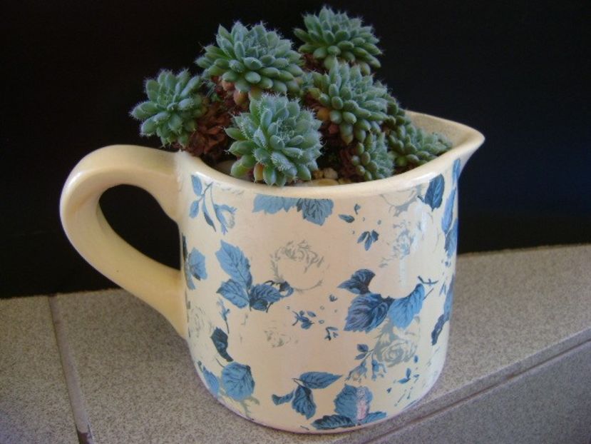 Echeveria setosa v. deminuta - Suculente 2019