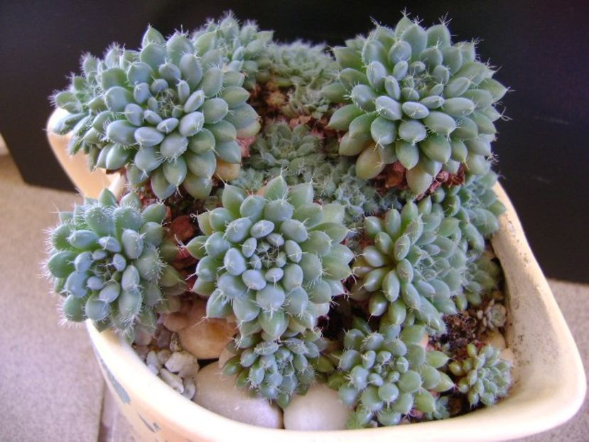 Echeveria setosa v. deminuta - Suculente 2019