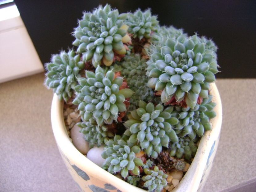Echeveria setosa v. deminuta - Suculente 2019