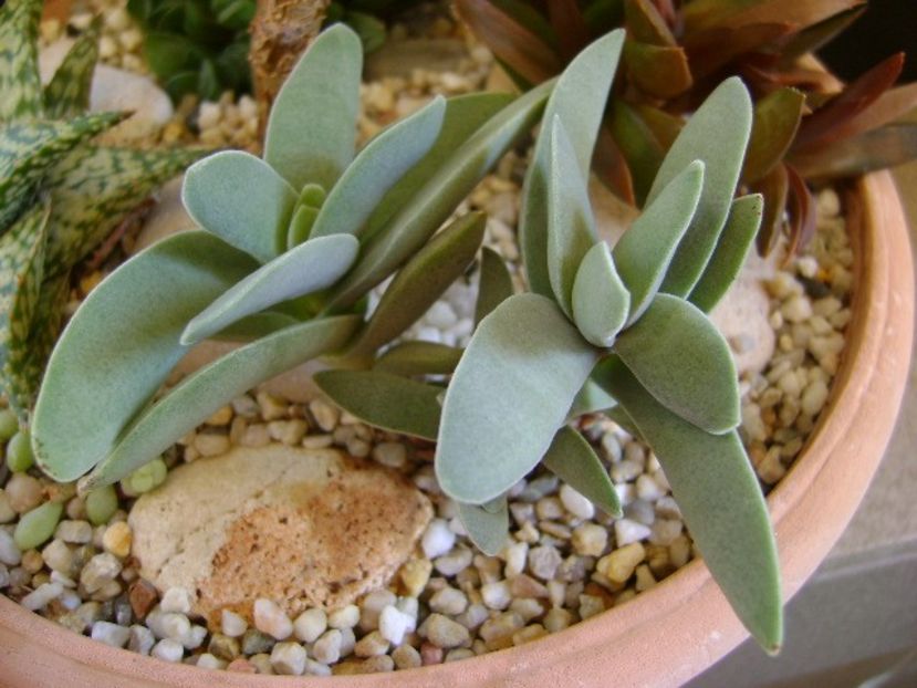 Crassula falcata - Suculente 2019