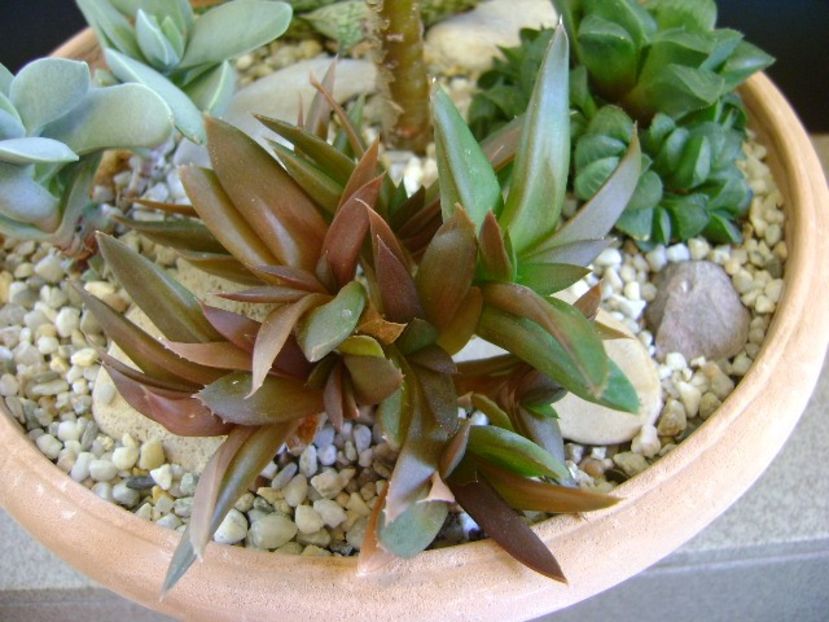 Aloe sp. - Suculente 2019