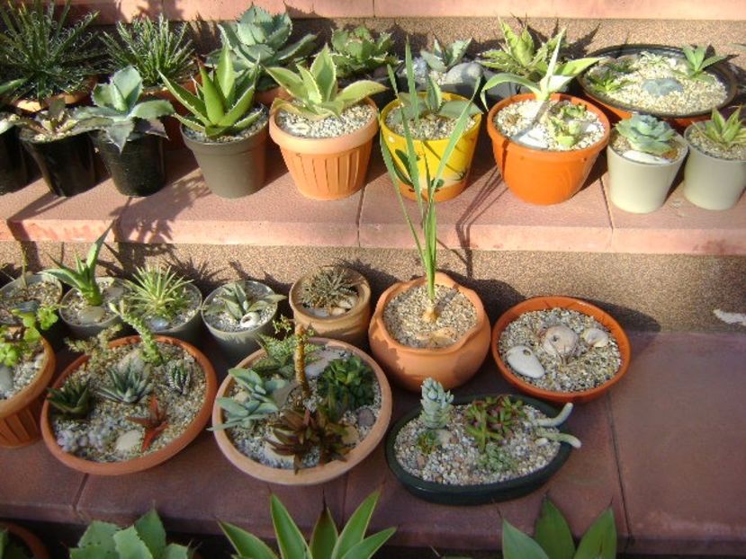 12 mai 2019 - In sfarsit, afara - Suculente 2019