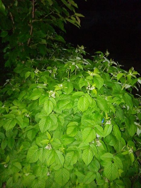  - Mai 2019
