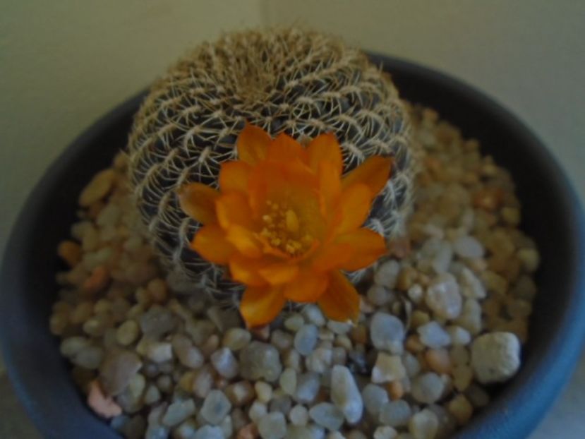 Rebutia arenacea - Cactusi 2019
