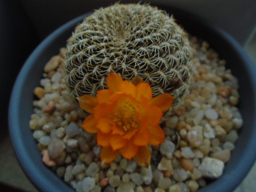 Rebutia arenacea - Cactusi 2019