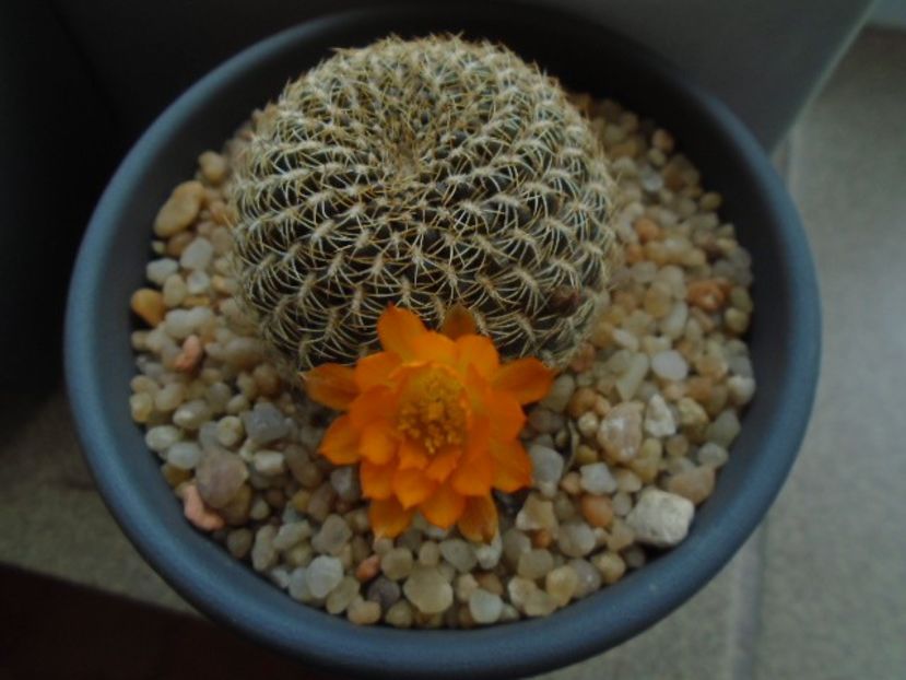 Rebutia arenacea - Cactusi 2019
