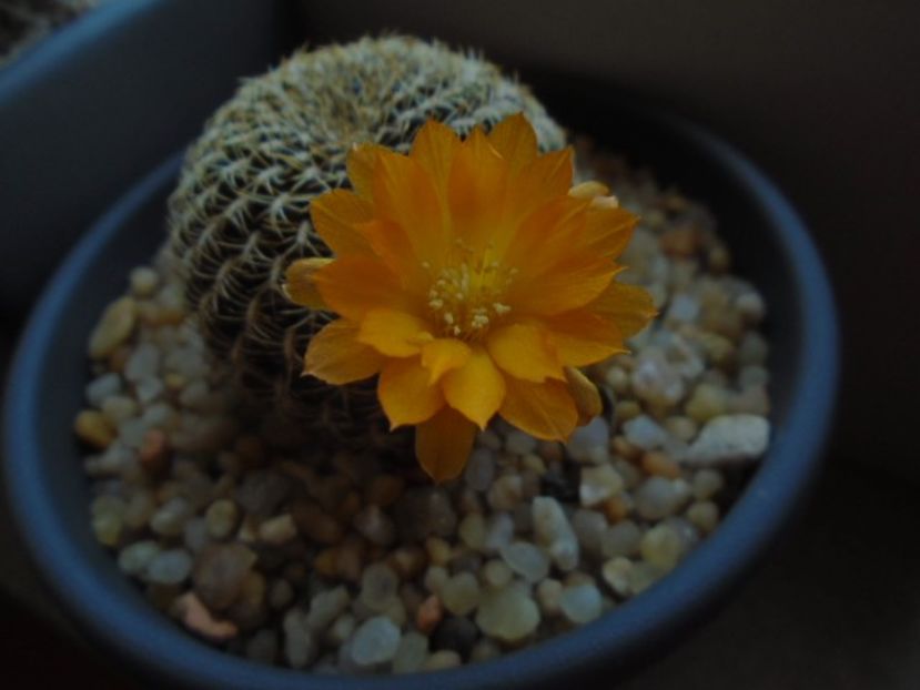 Rebutia arenacea - Cactusi 2019