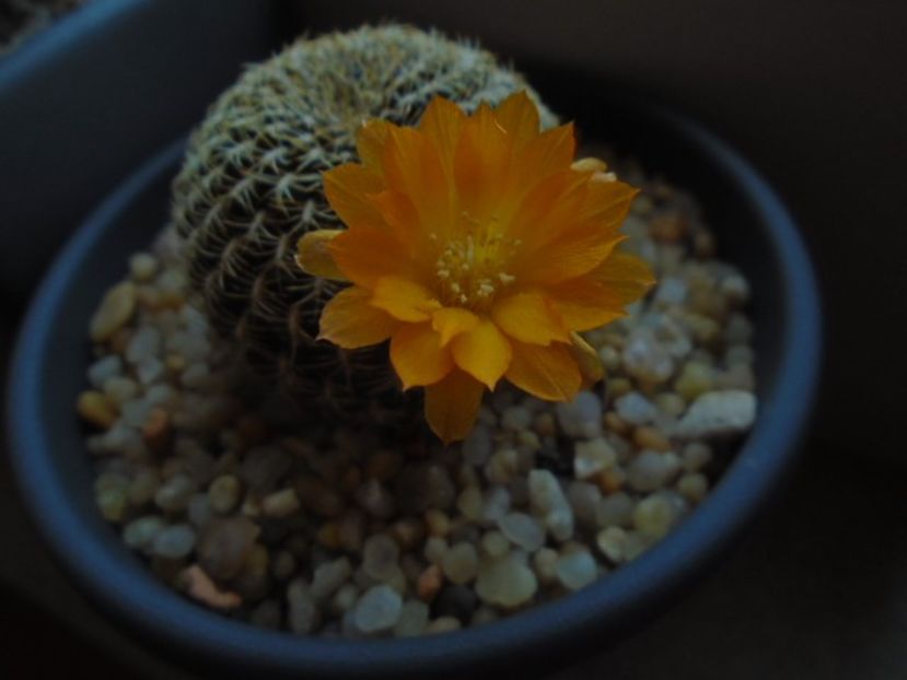 Rebutia arenacea - Cactusi 2019