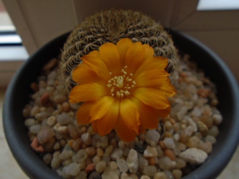 Rebutia arenacea - Cactusi 2019