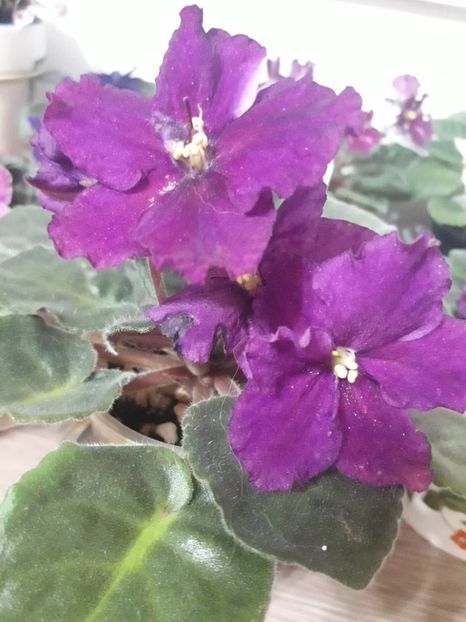  - Rebel s Flaming Star