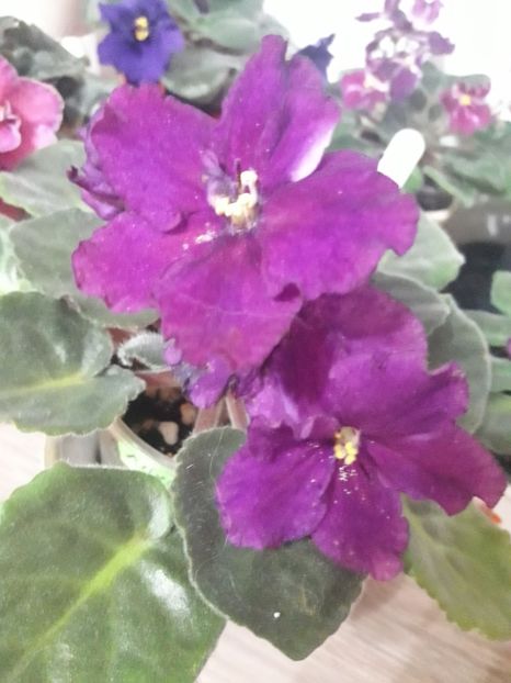  - Rebel s Flaming Star