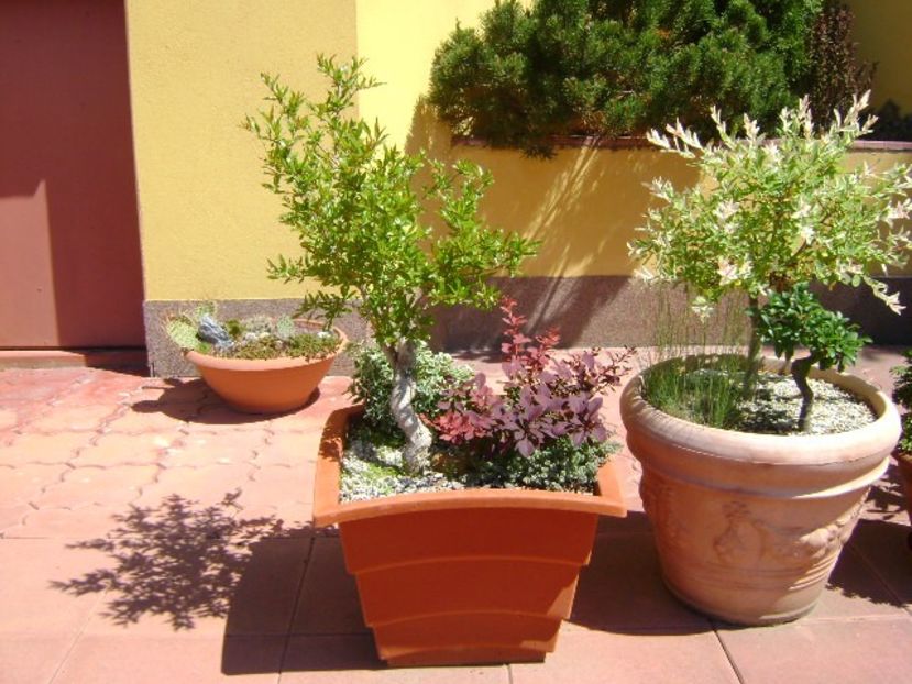 Rodiu - Bonsai si prebonsai 2018-2020