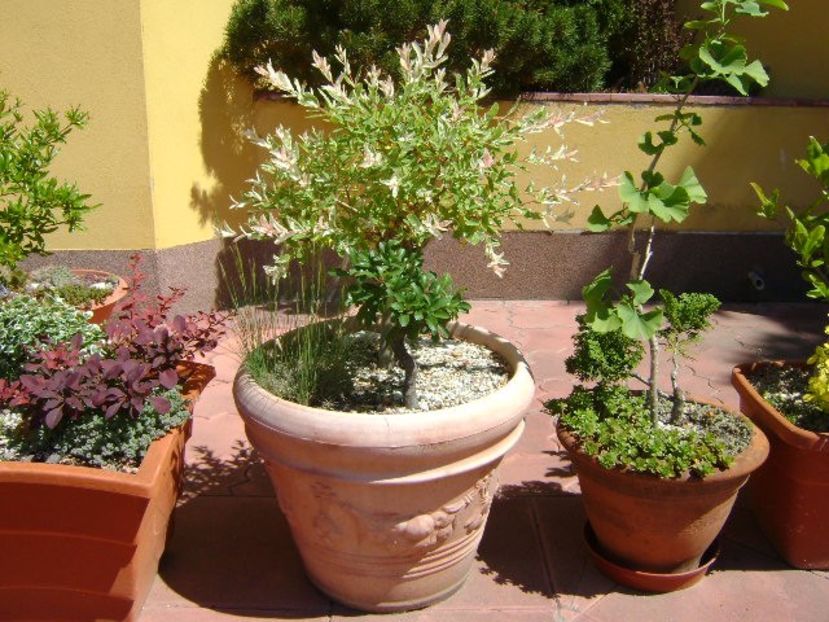 Salix integra Hakuro-Nishiki - Bonsai si prebonsai 2018-2020