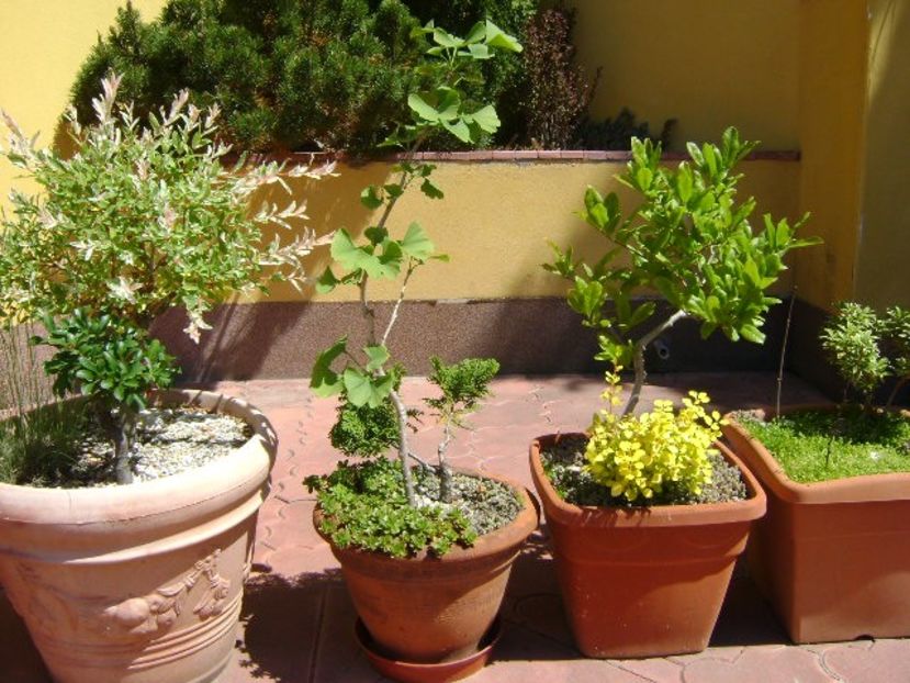 Ginkgo biloba - Bonsai si prebonsai 2018-2020