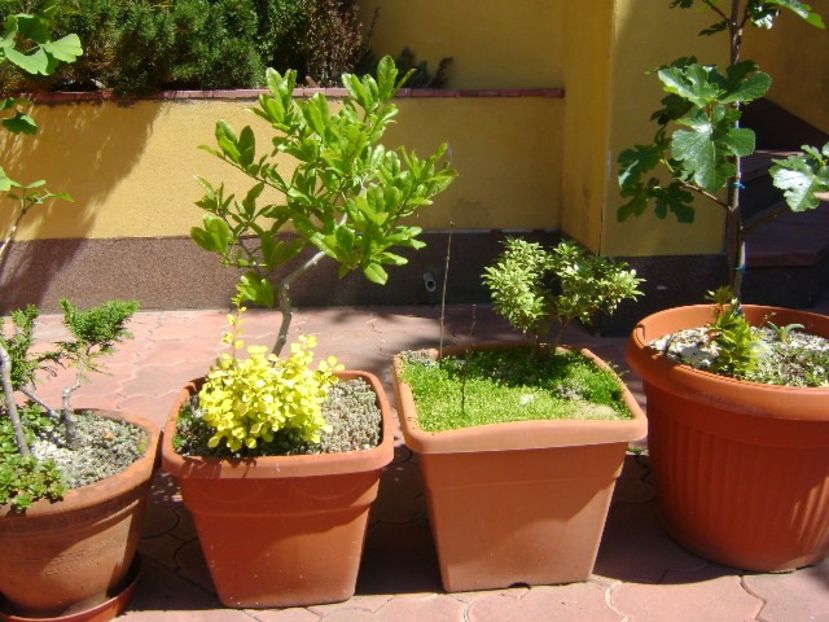 Magnolia stellata - Bonsai si prebonsai 2018-2020