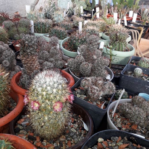 Mammillaria microhelia - Cactusi înfloriti 2019