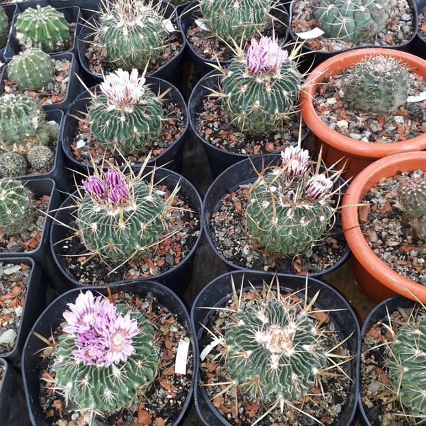Echinofossulocactus violaciflorus - Cactusi înfloriti 2019