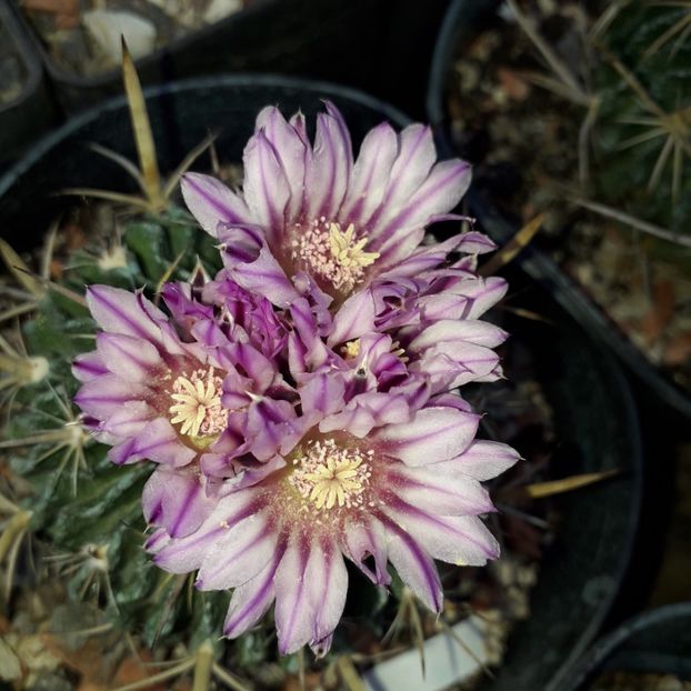 Echinofossulocactus violaciflorus - Cactusi înfloriti 2019