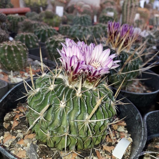 Echinofossulocactus violaciflorus - Cactusi înfloriti 2019