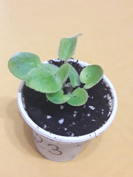  - Ethel s Explosion Sport