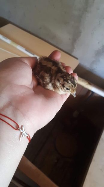 received_375283206411408 - Pui fazani 2019