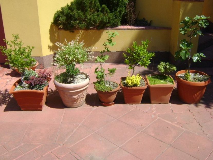 Bonsai si prebonsai - Bonsai si prebonsai 2018-2020