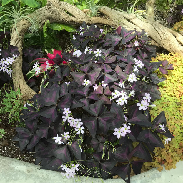  - Ottawa_ON_Canada 2019