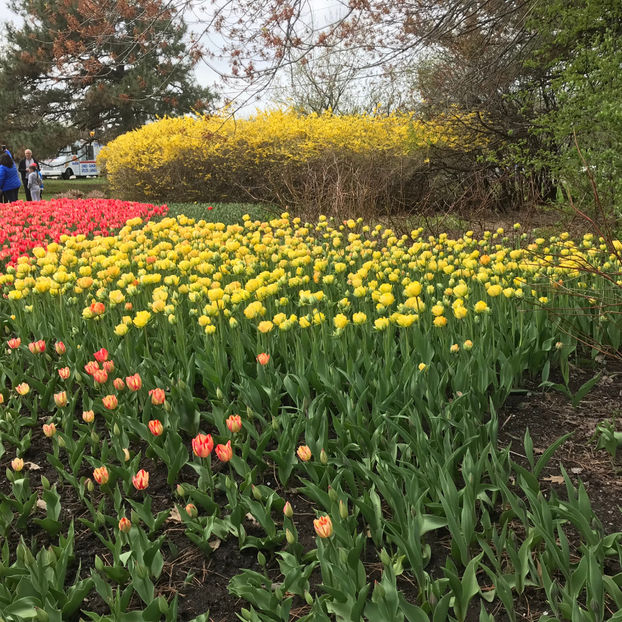  - Canadian Tulip Festival