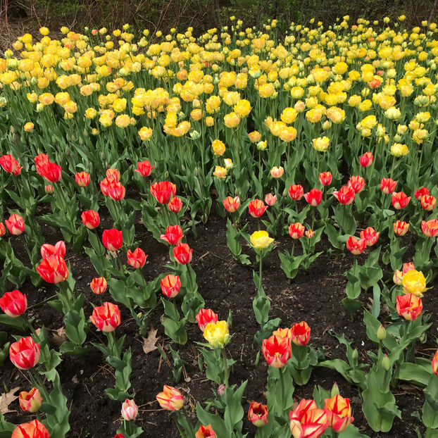  - Canadian Tulip Festival