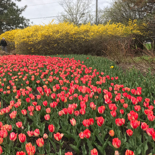  - Canadian Tulip Festival