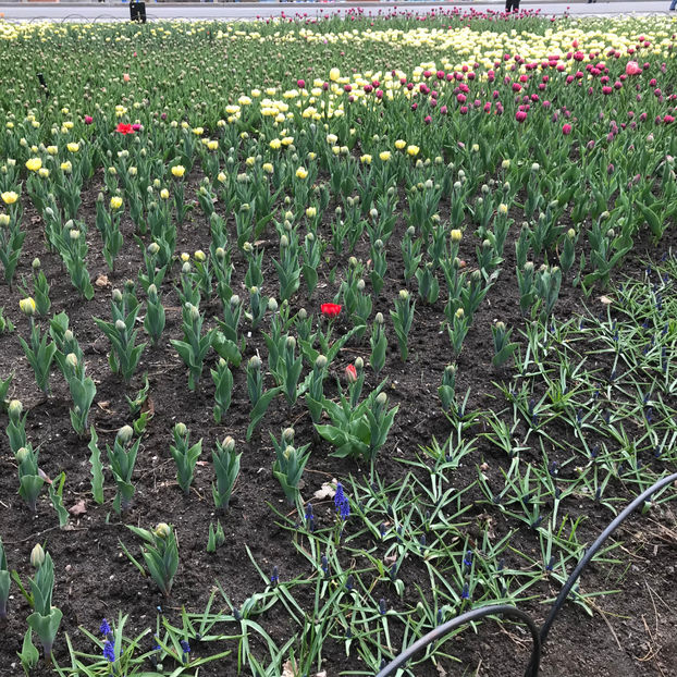  - Canadian Tulip Festival