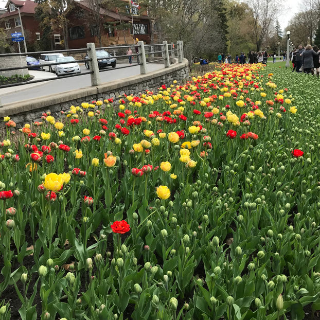  - Canadian Tulip Festival