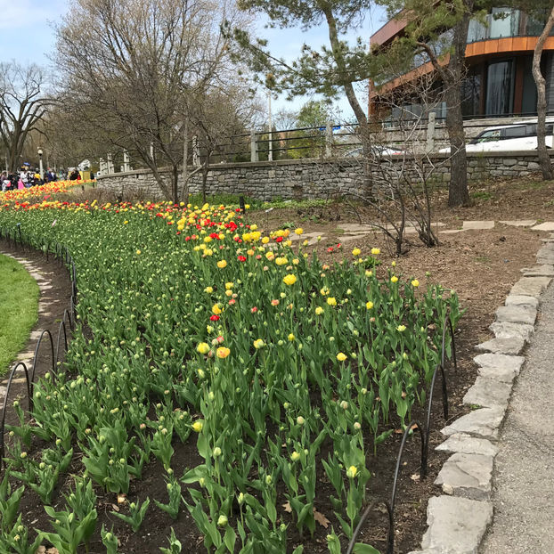  - Canadian Tulip Festival